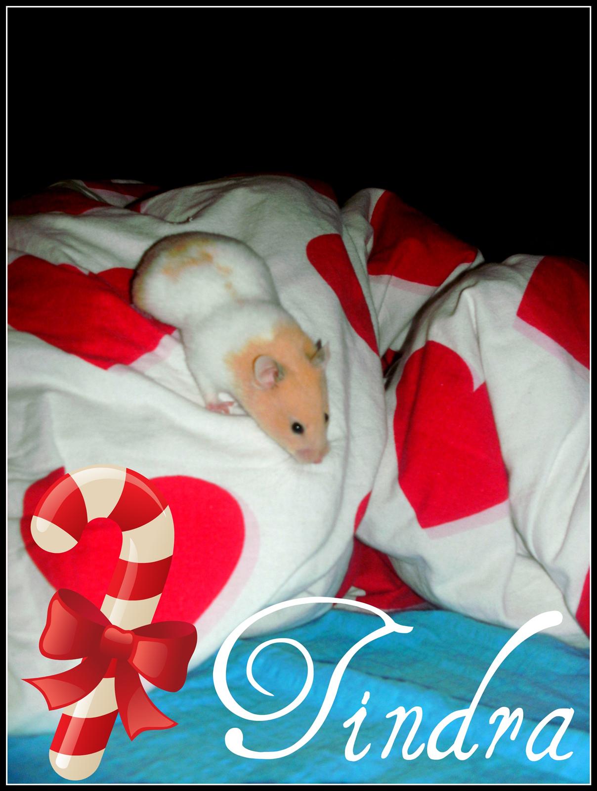 Jul Hamster Tävling 2010