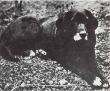 Nell1856.jpg