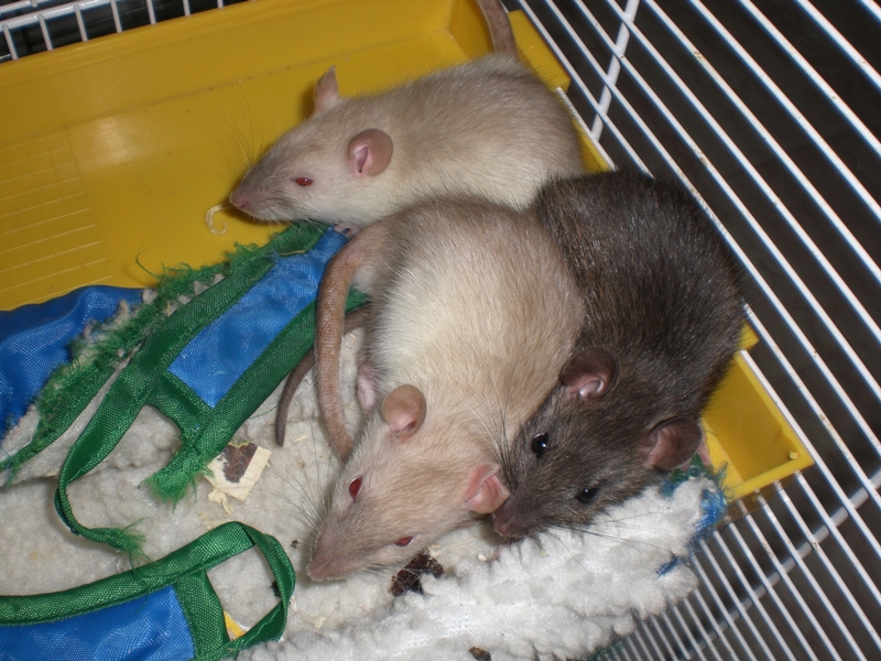 pojkar..