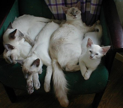 mirabelle-kattunger_012.jpg