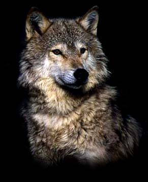 wolf.jpg
