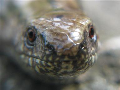 Kopparödla, (Anguis fragilis)