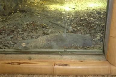 Komodovaran på Parken Zoo