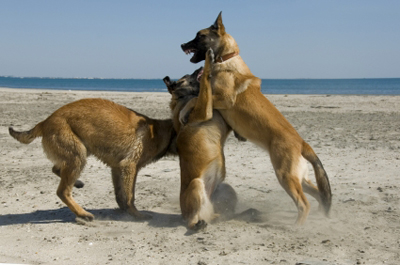 Belgisk vallhund malinois