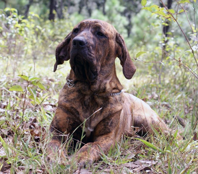 Fila brasileiro