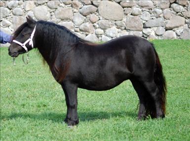 almnas tarantella.jpg
