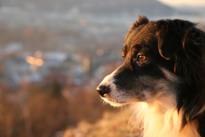Border collie