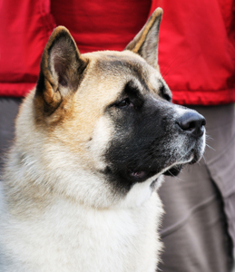 American akita