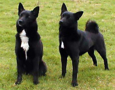 Norsk buhund