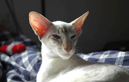 Kitty 5..jpg