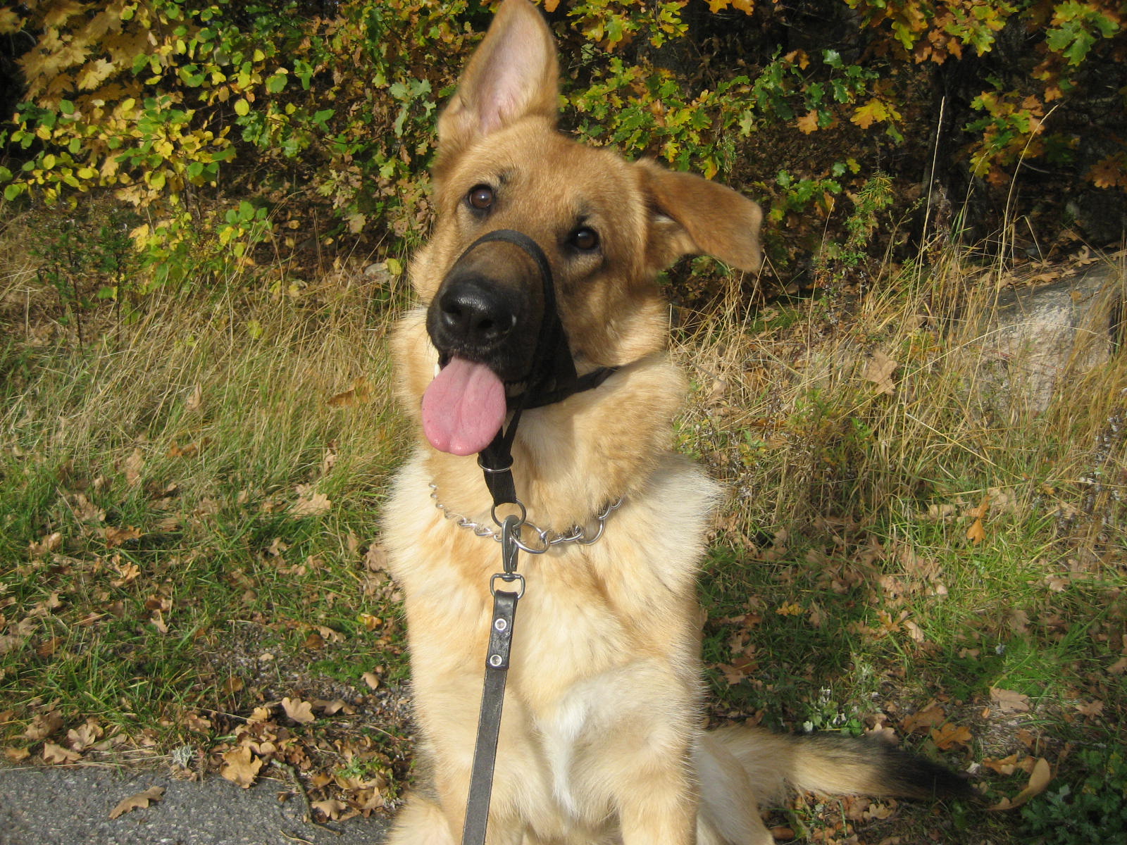 Månadens Hund - November