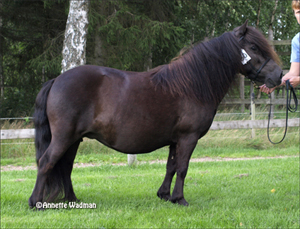 09spudd_rosenhagas_melody.jpg