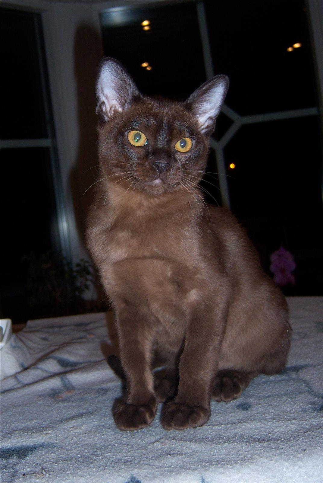 Kattungar