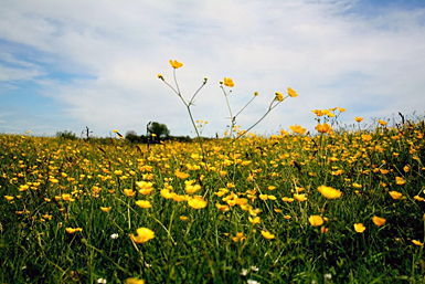 smörblomma2.jpg