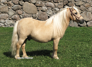 09gmbj_dusol.jpg