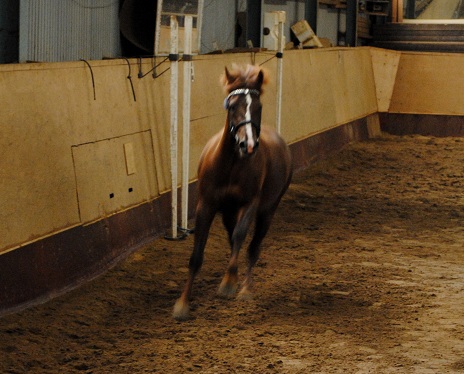lösgalopp