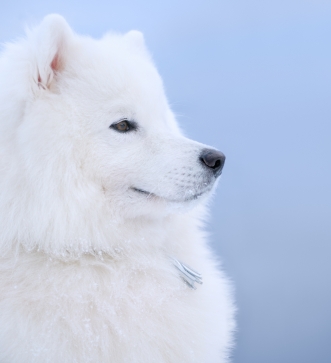 Samojed2.jpg
