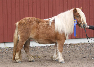 lingardens istella.JPG