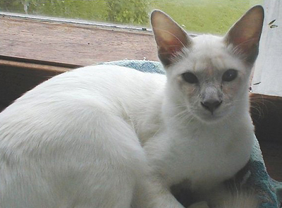 mirabelle-kattunger_011.jpg