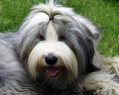 Old English Sheepdog.jpg