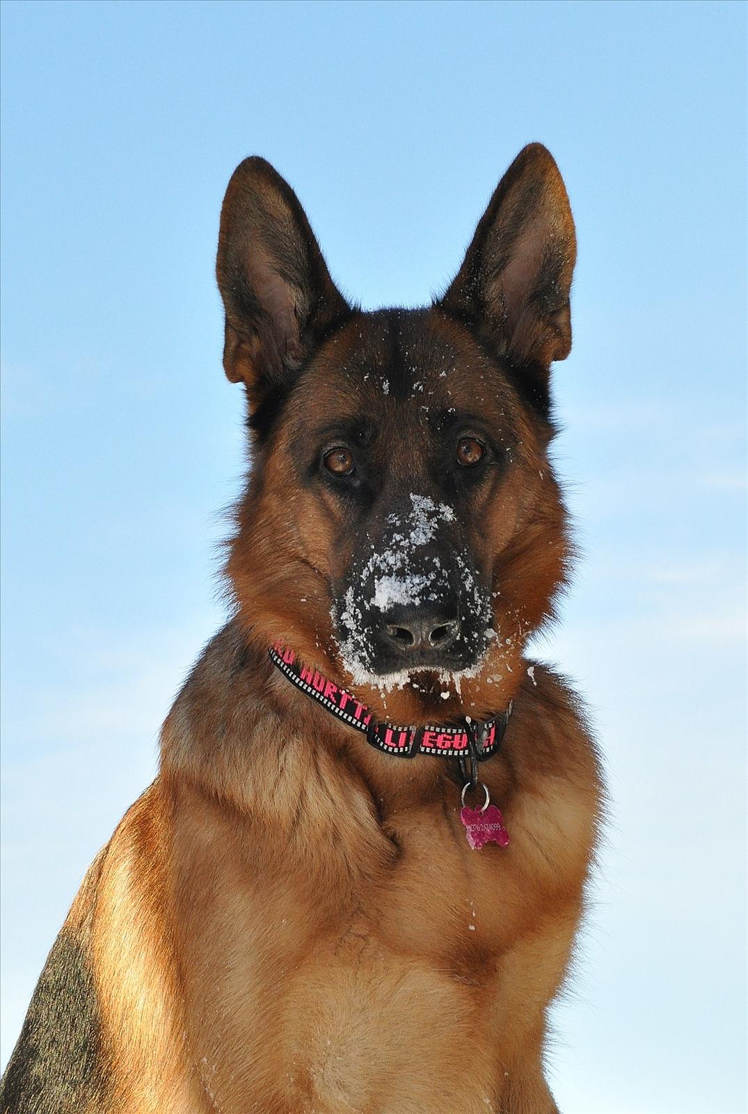 Månadens Hund - Januari