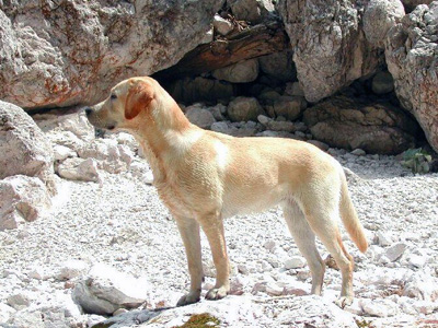 Labrador retriever