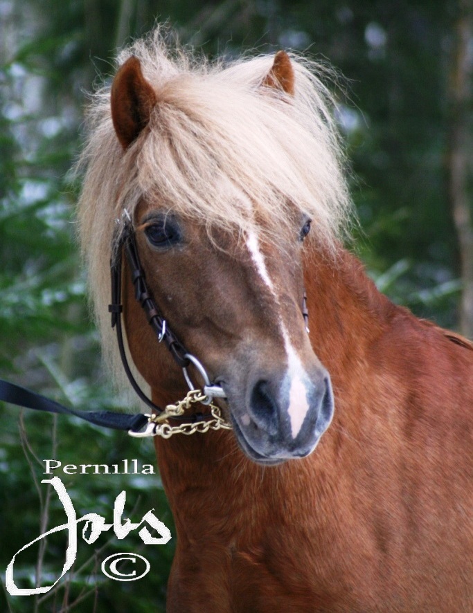 Micky 544, april 2008. Foto: Pernilla Jobs©