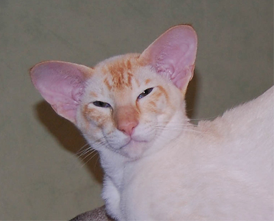 Sigge-100727.jpg