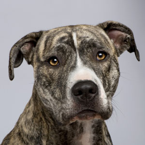 American staffordshire terrier