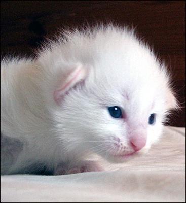 ziggy2v4.jpg