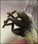 klor.jpg