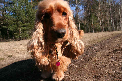 normal_cockerspaniel-closeup.jpg