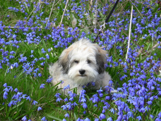 Månadens Bichon - Maj