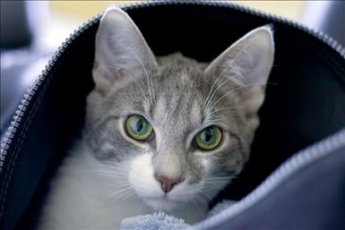 katt%7E1.jpg