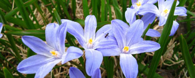 scilla.jpg