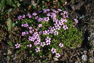 pyttebild,granna blomster nr 5.jpg