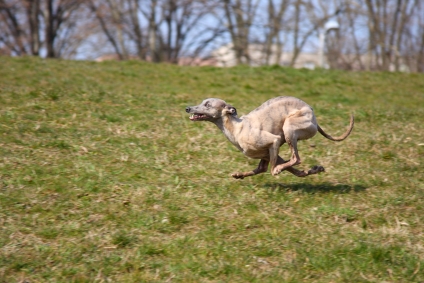 whippet.jpg