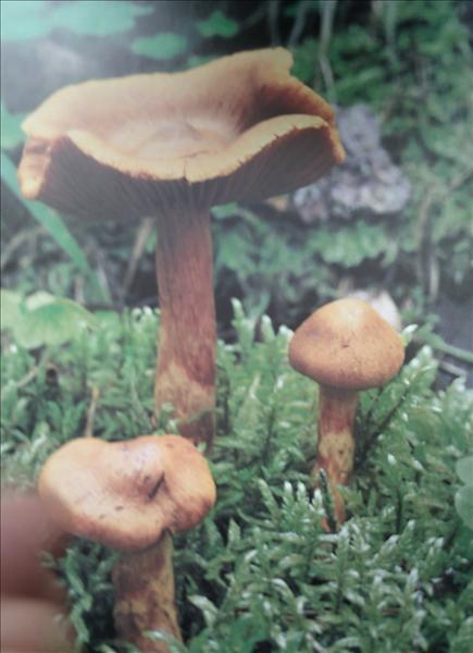 PICT0063.JPG