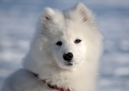 Samojed1.jpg