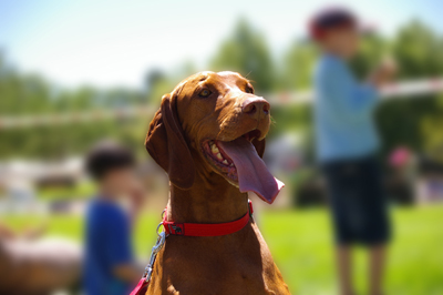 Ungersk vizsla, korthårig