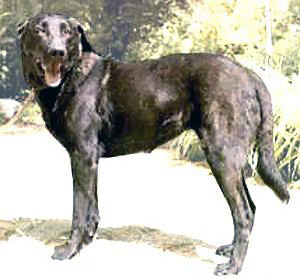 Cao de castro laboreiro