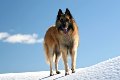Belgisk vallhund tervueren