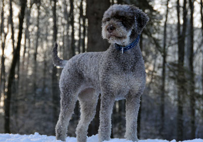 Lagotto Romagnolo