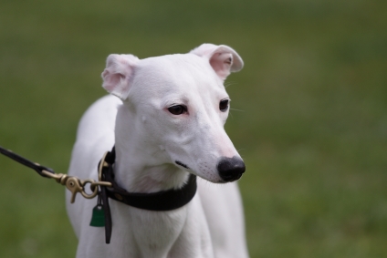 Whippet