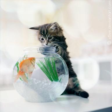Kitty_by_xTive.jpg