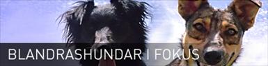 blandrashundar.jpg