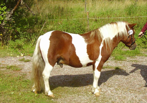 Käpplinge Victory HP Köping 09.jpg