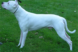 dogoargentino2.jpg