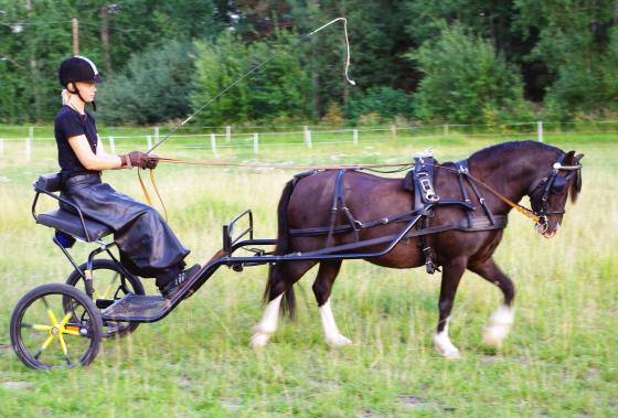 Årets iFokushäst