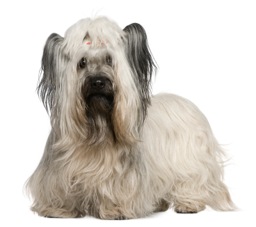 Skyeterrier.jpg